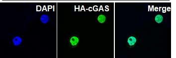 cGAS 入核_副本