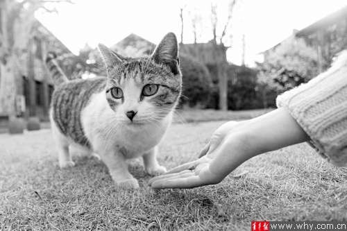 流浪猫在同济校园里随处可见。 本报资料图 见习记者 张瑞麒 摄