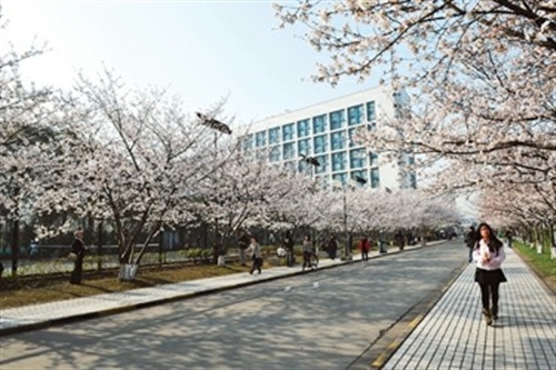 进入同济大学校园，道路两侧樱花开得一篇烂漫。