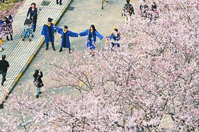 解放日报--樱花